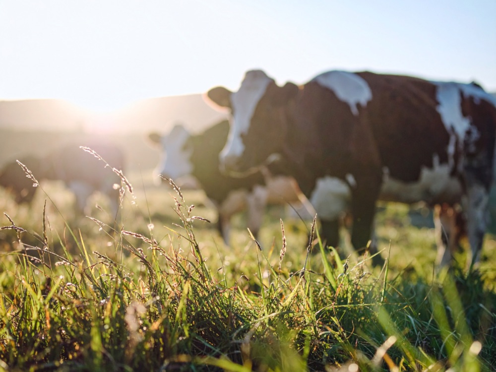lojo krava grass fed